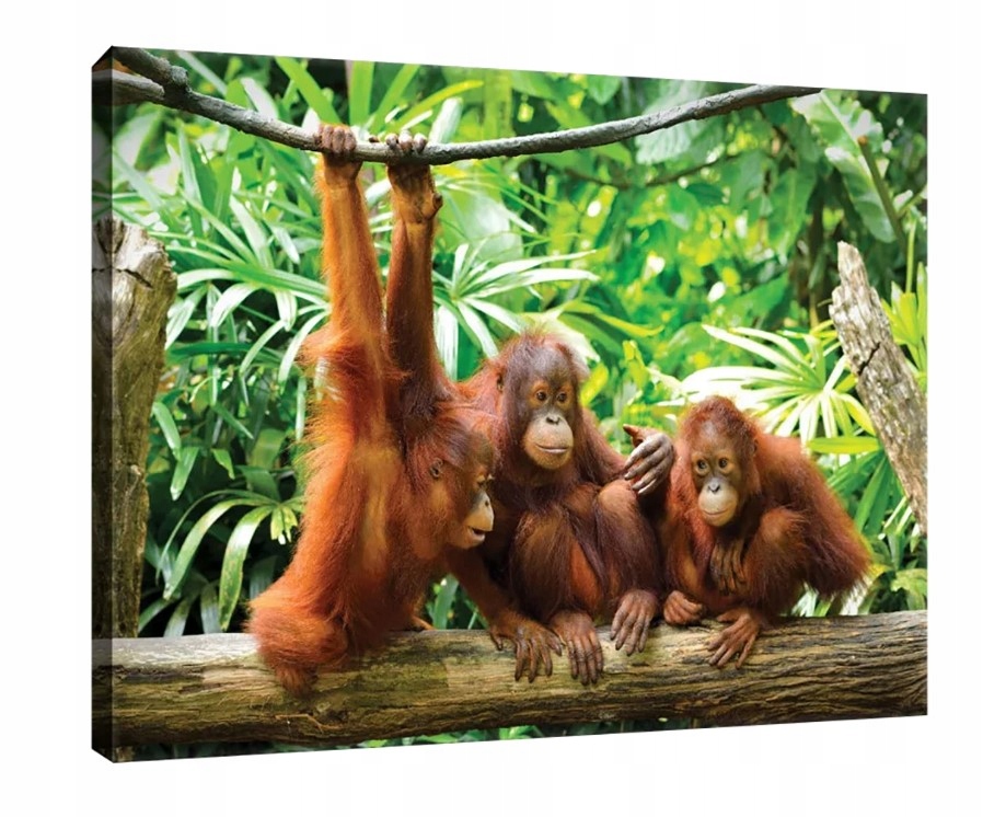 Obraz 100x75 Orangutani opice divoká zvířata příroda džungle tropy