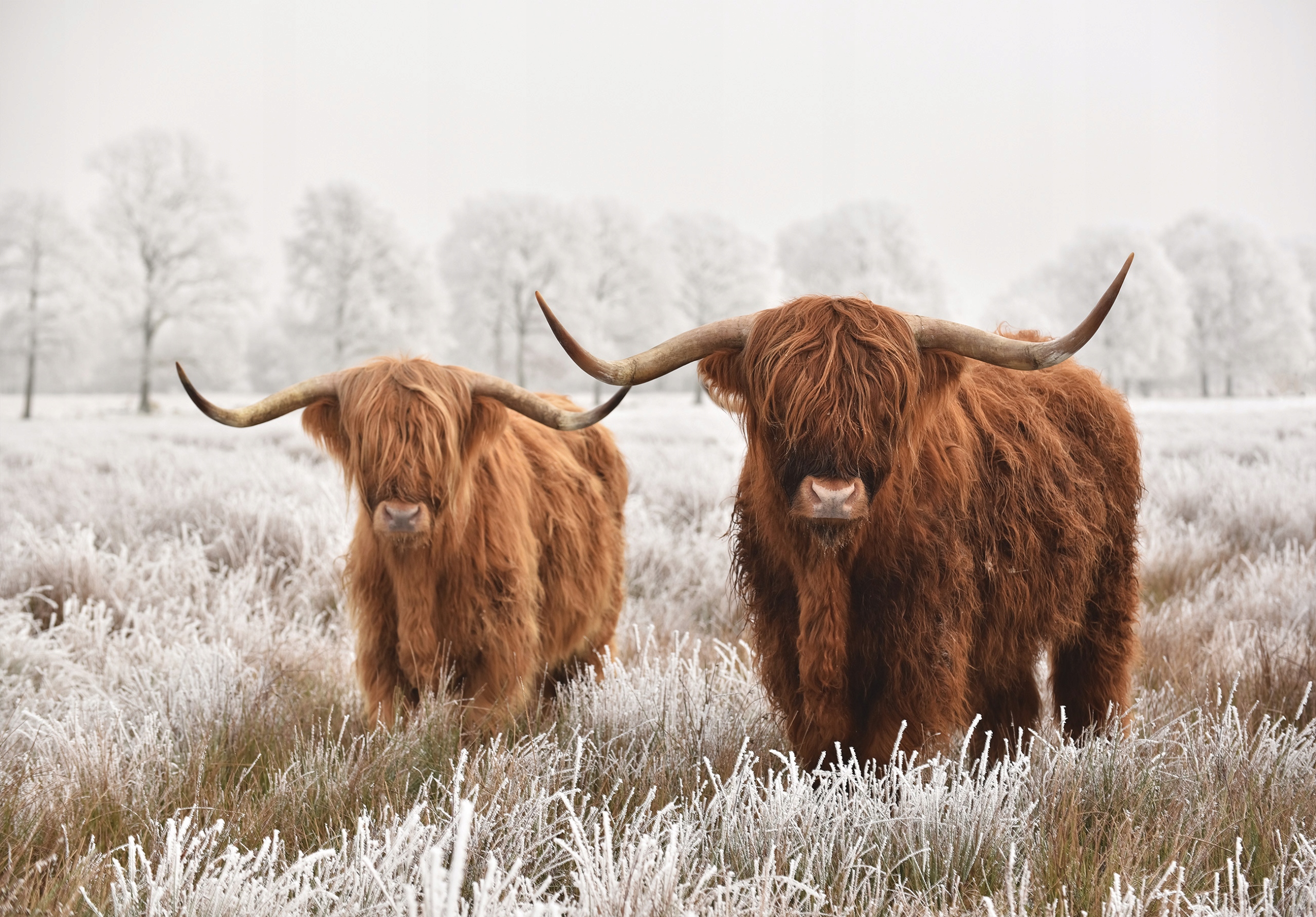 Vliesová fototapeta Zimné kravy Highland v horách 350x250 lepidlo