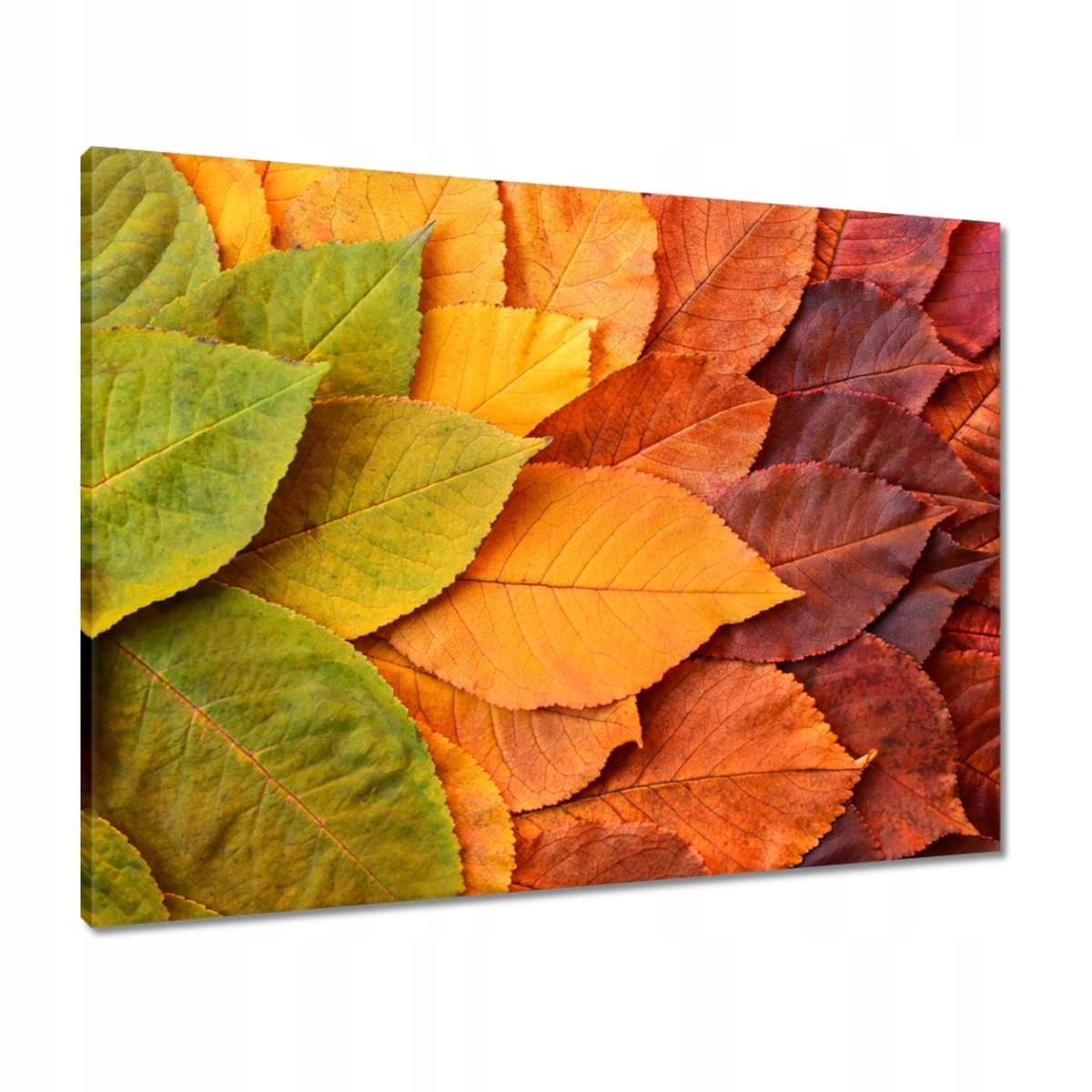 Obrazy 80x60 Podzimní barevné listy Listy v barvách podzimu