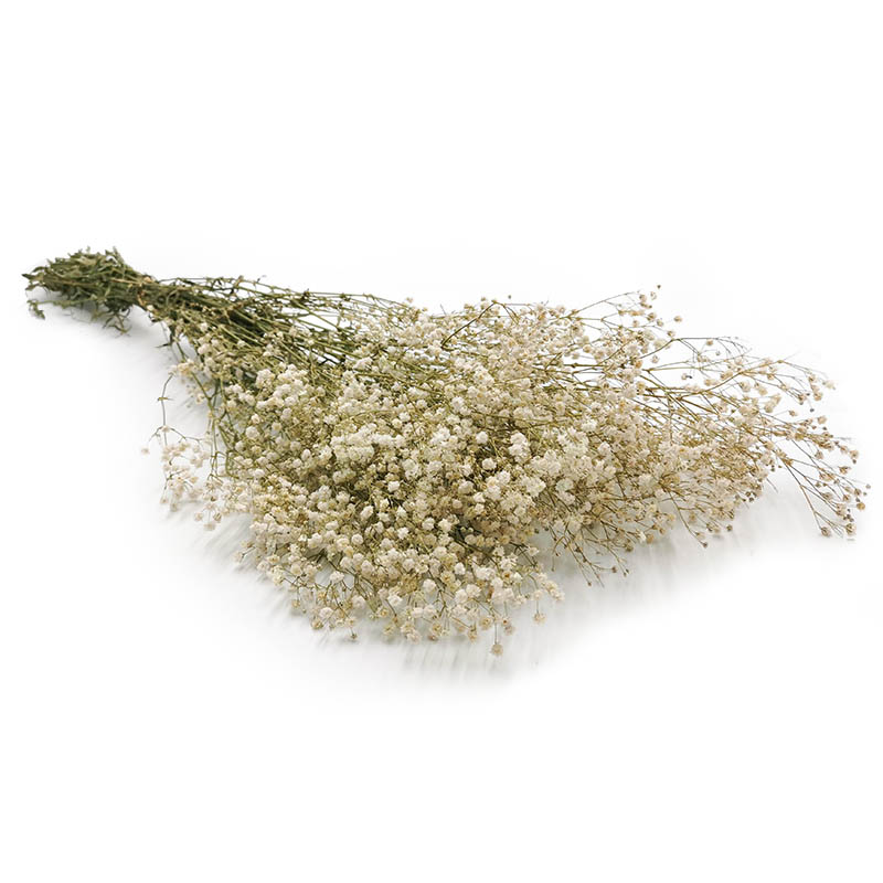 

Gipsówka Biała Stabilizowana Gypsophila