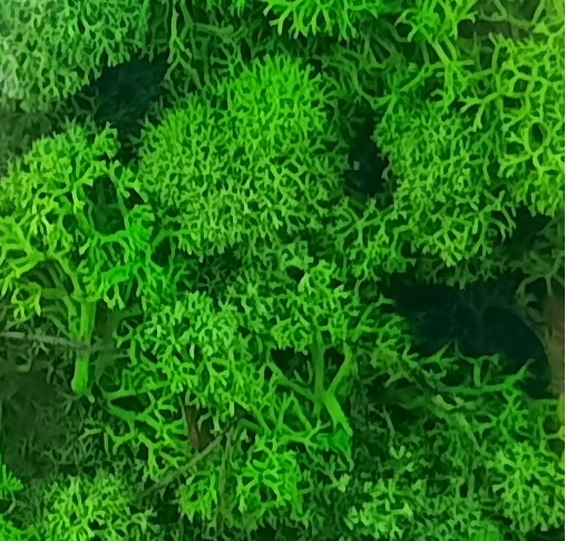 

Mech Zielony naturalny las w szkle Zieleń Jabłkowa