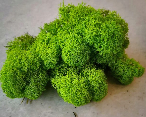 MECH CHROBOTEK W DONICZCE Szerokość produktu 13 cm