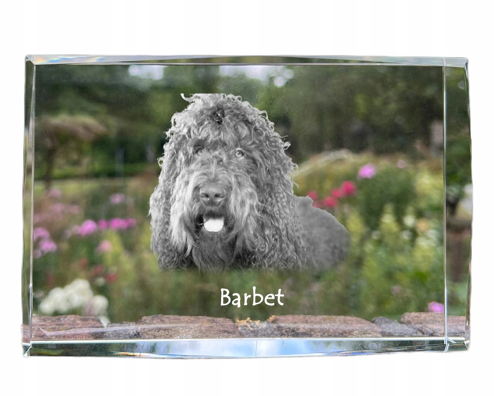 Barbet fotografia psa v kryštáli, suvenír, trofej, poďakovanie, soška