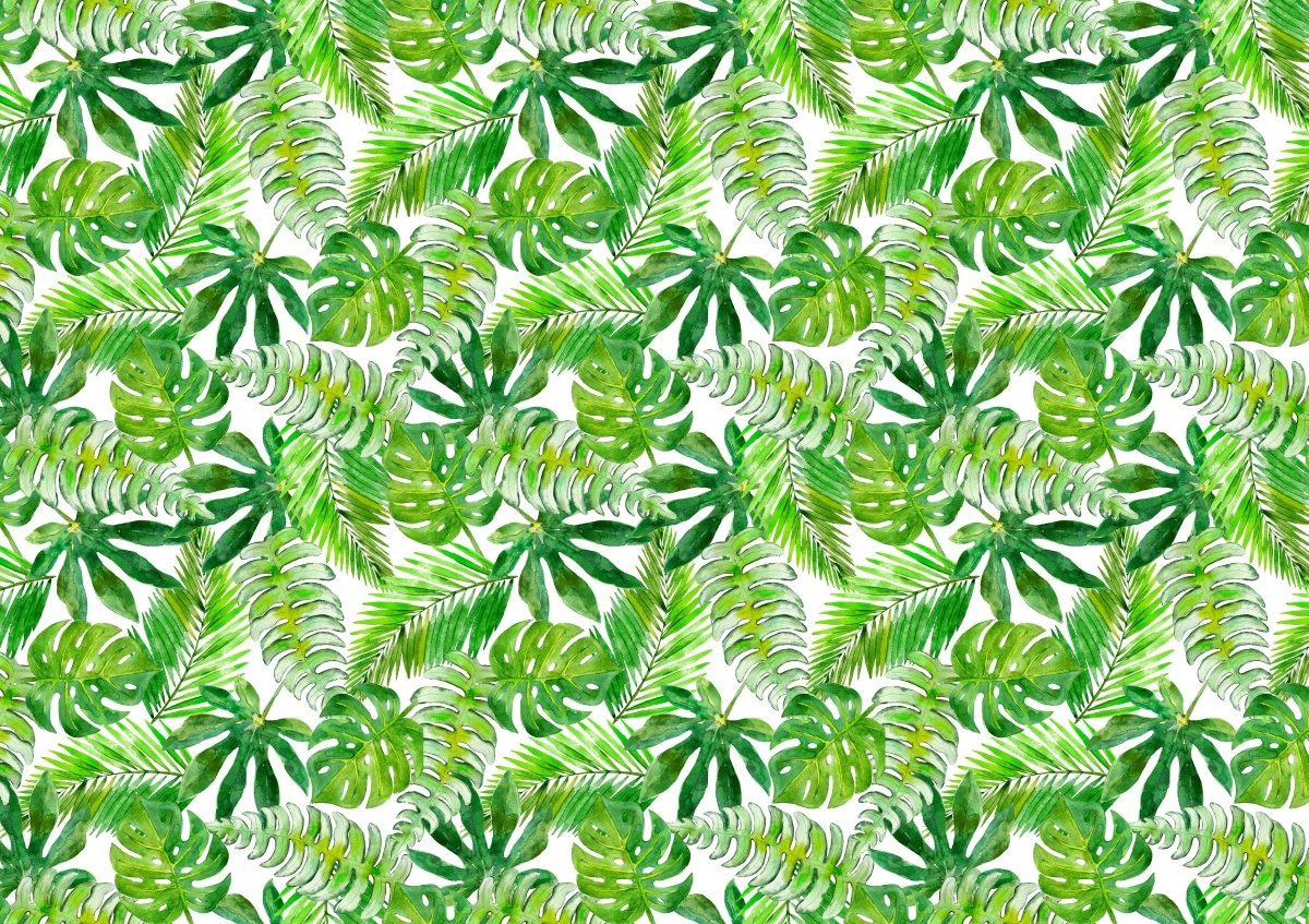 

Fototapeta Flizelinowa Monstera Palma 312x219