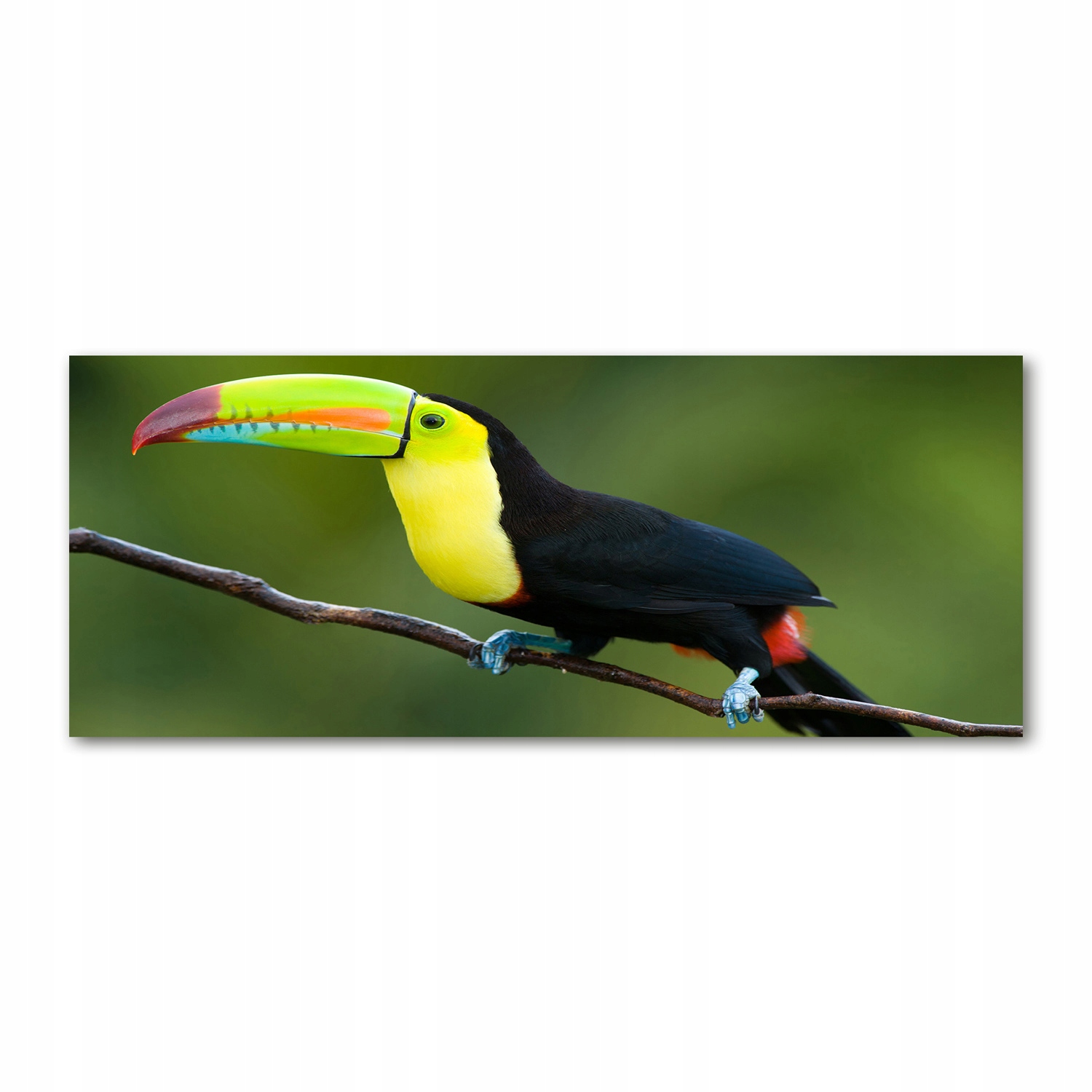 

Foto obraz duży na szkle akrylowym Tukan 125x50cm