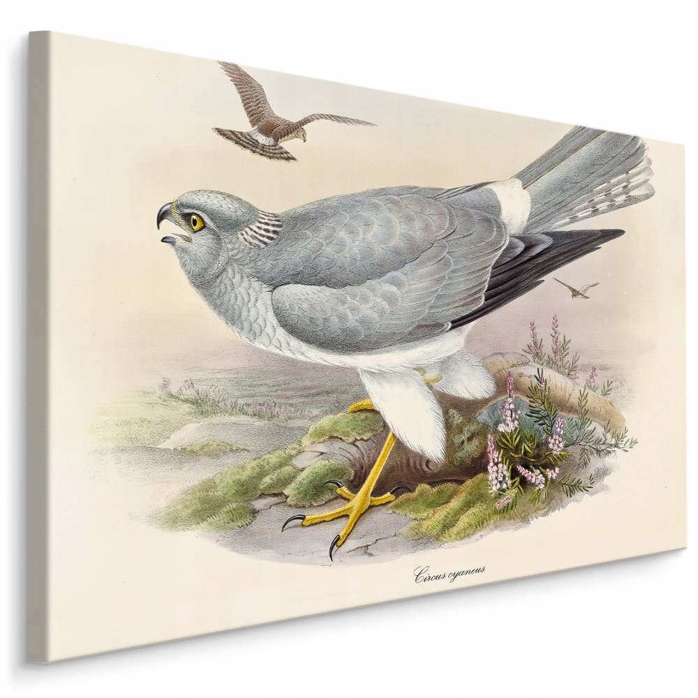 

Obraz Ptaki Drapieżne 30x20 /286003357