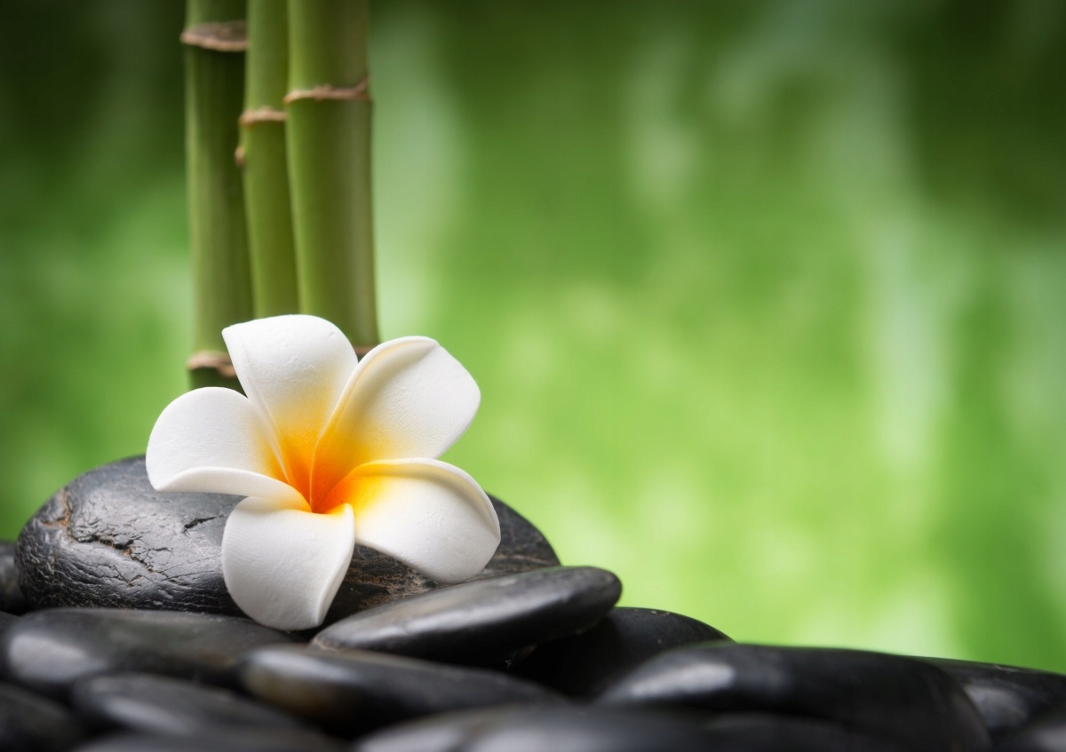 

Tapeta flizelinowa Kwiat spa 208x146