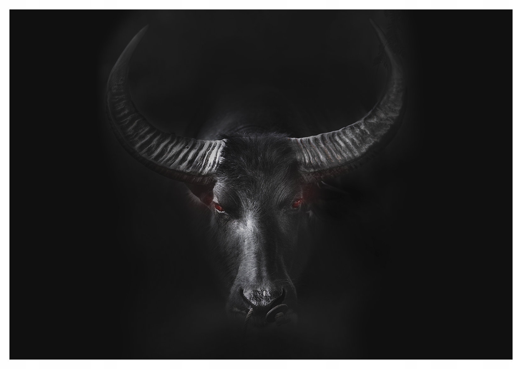 Vliesová fototapeta Čierny byvol, sila prírody na stenu 368x280 lepidlo