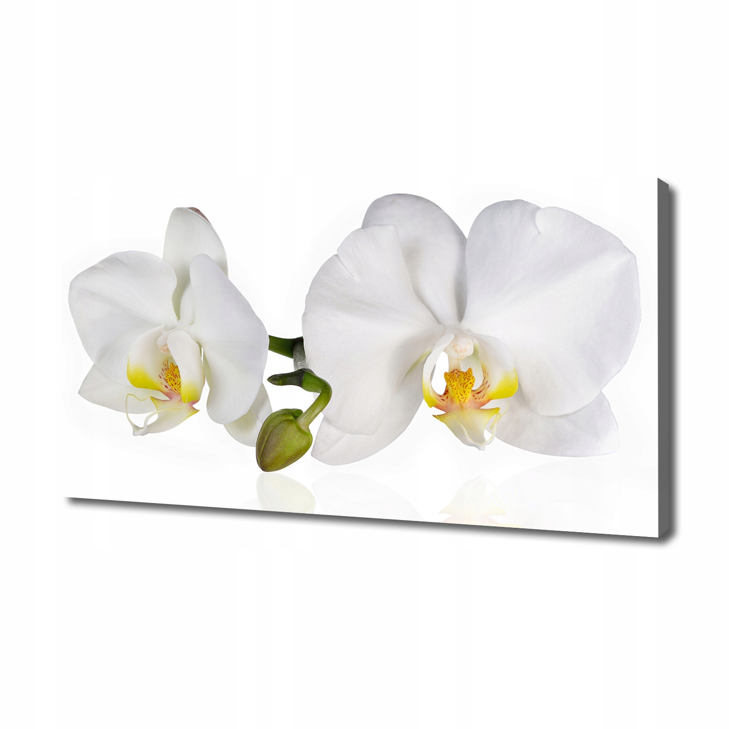 

Foto obraz canvas na ścianę Orchidea 140x70 cm