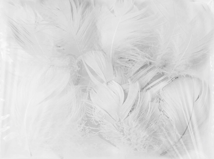 

Konfetti piórka krótkie 50 szt. kolor biały białe