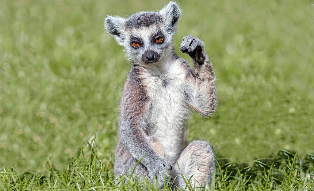 Fototapeta Lemur Tráva Eko Styl do dětského pokoje vinylová 254x184 lepidlo