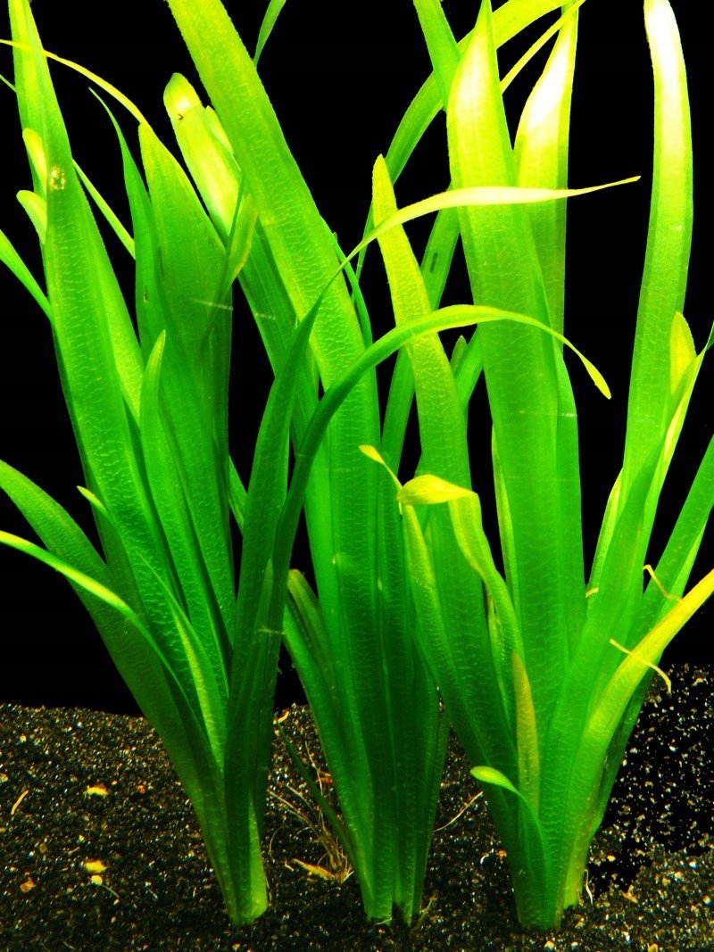 Vallisneria gigantea - 10-15 cm !!!