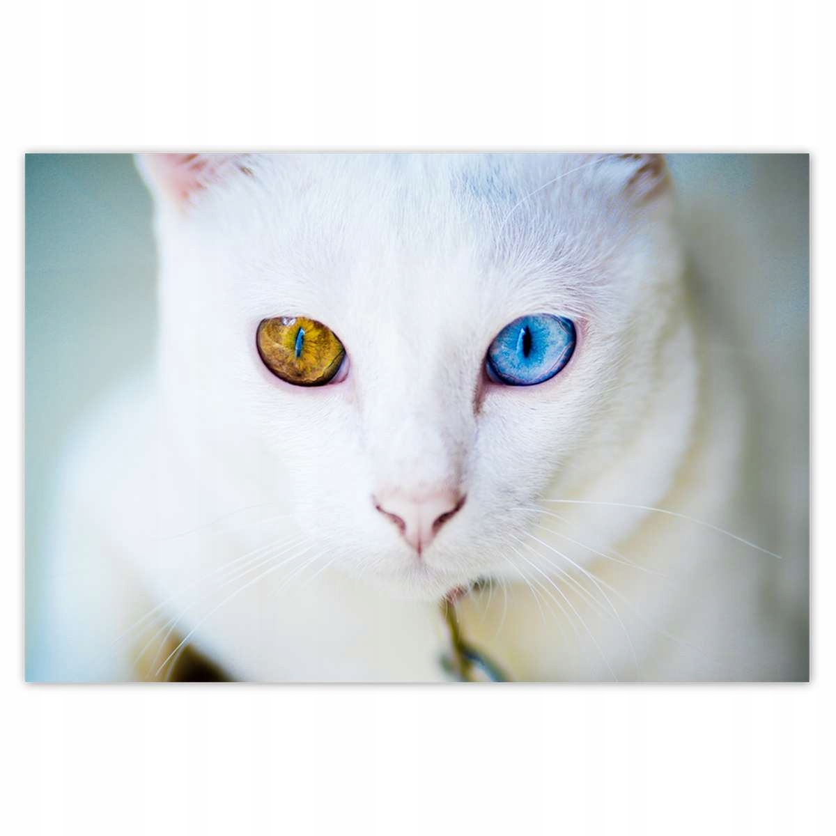 Plakáty 200x135 Kočka s báječnými očima