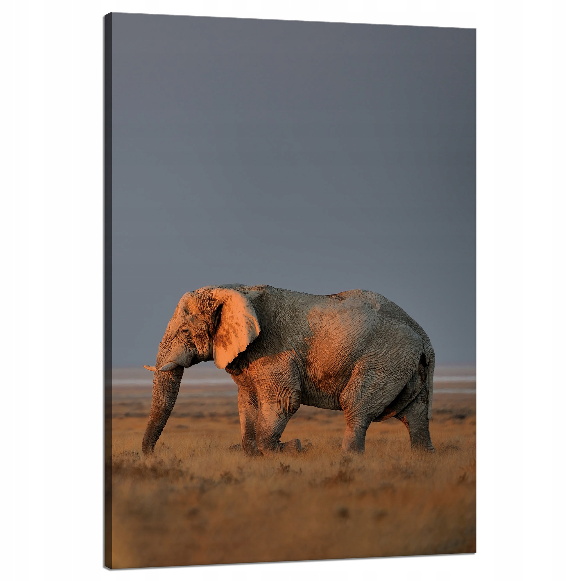 Obraz na plátně Slon Savana Afrika Nebe Tráva 80x120 cm