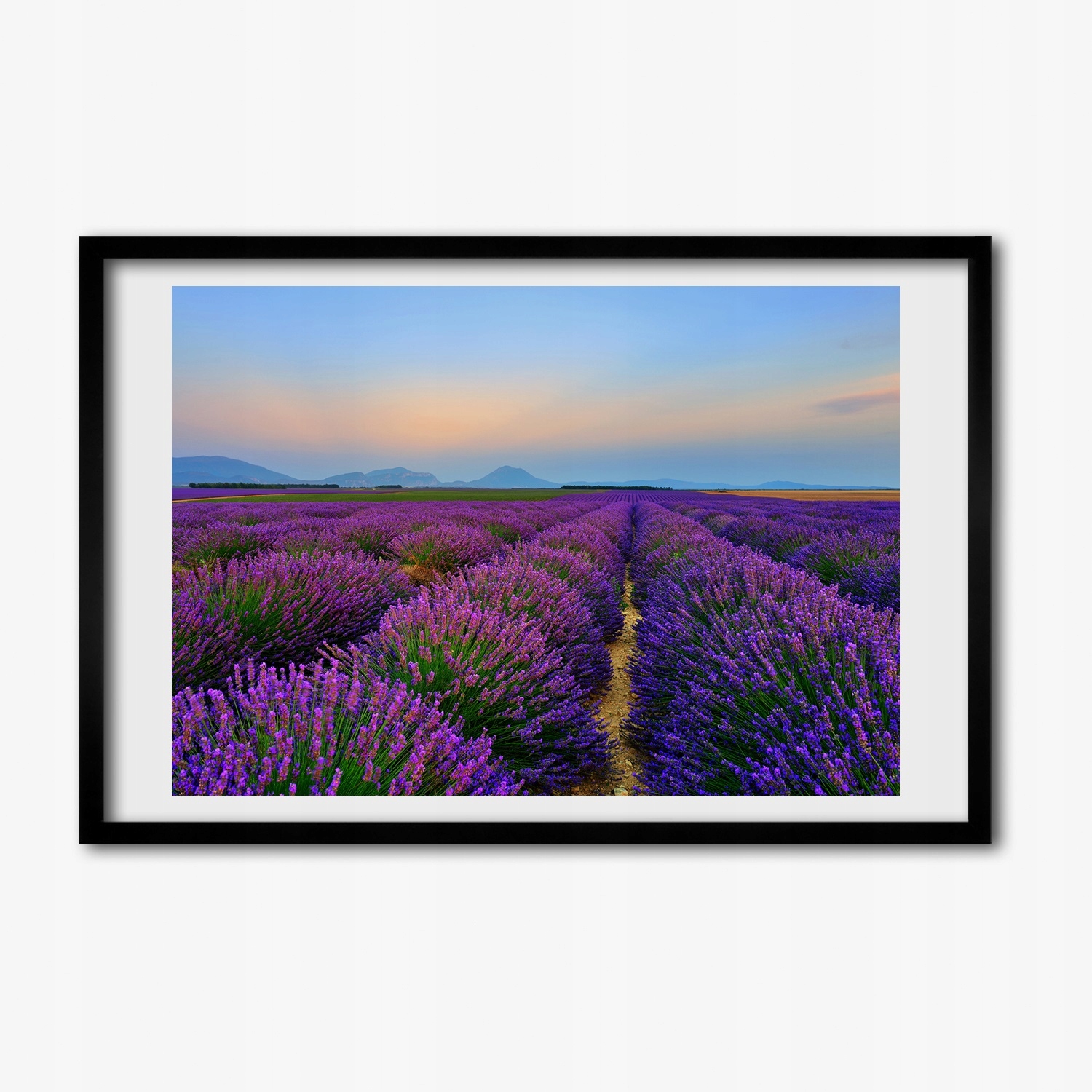 Obraz s Mdf rámečkem do obývacího pokoje Pole levandule 60x40 cm