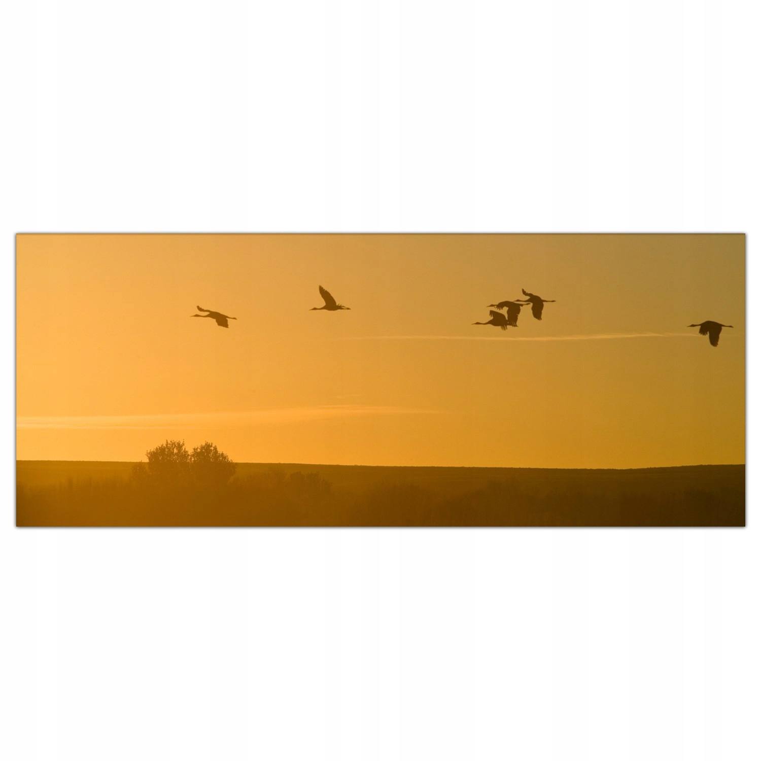 

Obraz na szkle Foto Dźwigi Zachód Słońca 125x50