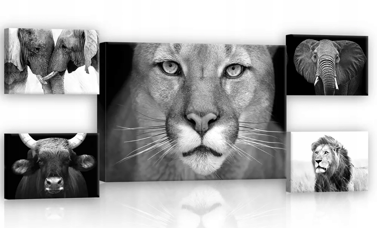 Obraz Na Plátně Canvas Exotická Zvířata 5 El.