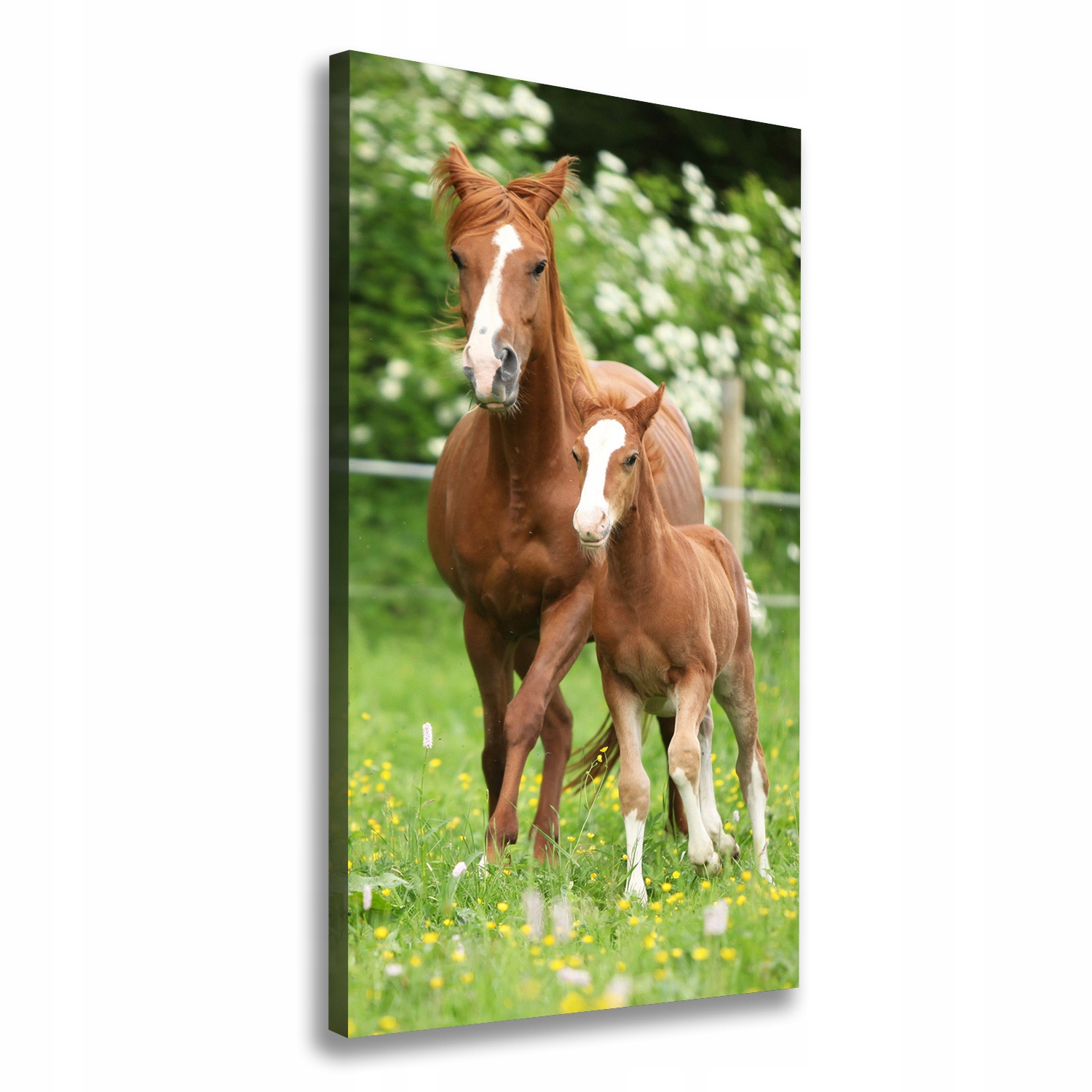 

Foto obraz na płótnie Klacz i źrebię 60x120 cm