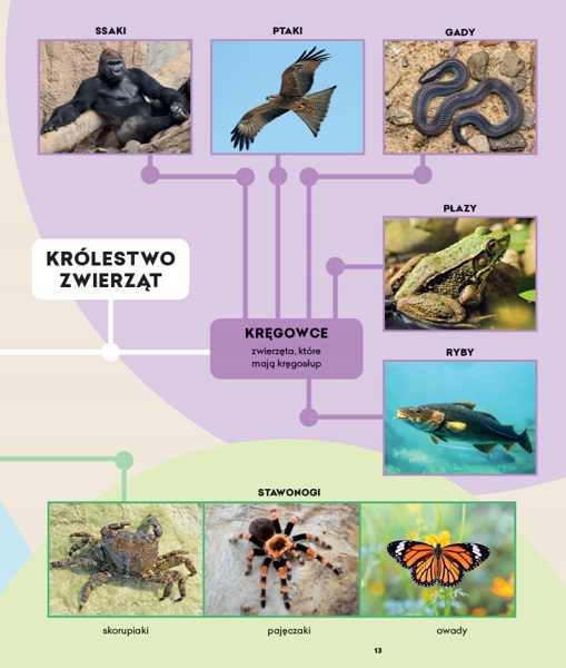 Biologia Podręcznik Klasa 6 MAC Edukacja Okładka miękka