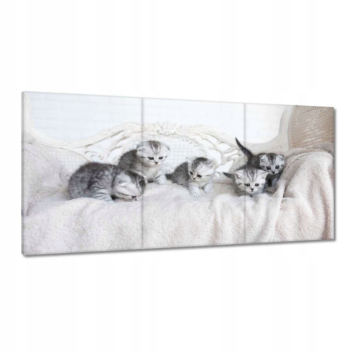 Obrazy 180x90 Mačiatko Mačky Kicia