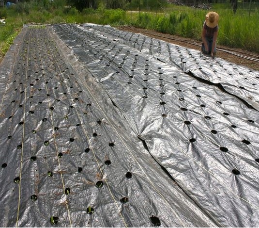 Agrotkanina OTWORY pod sadzonki 1,6 x10m GRUBA 95g Producent Agro-cover