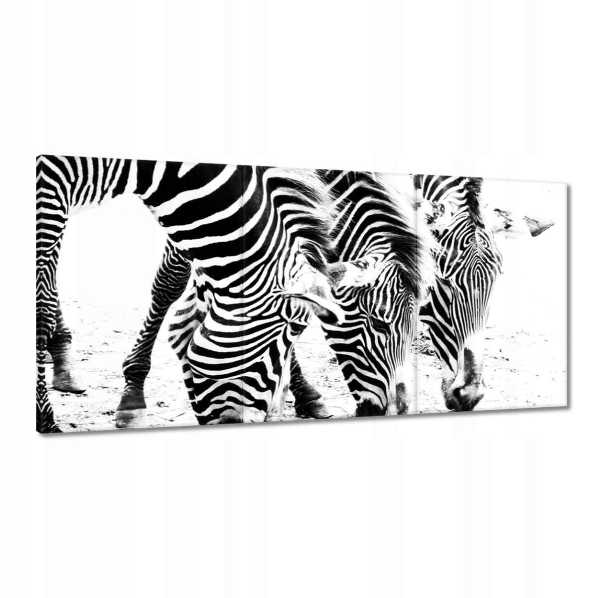 Obrazy 120x60 Zebra Pruhy