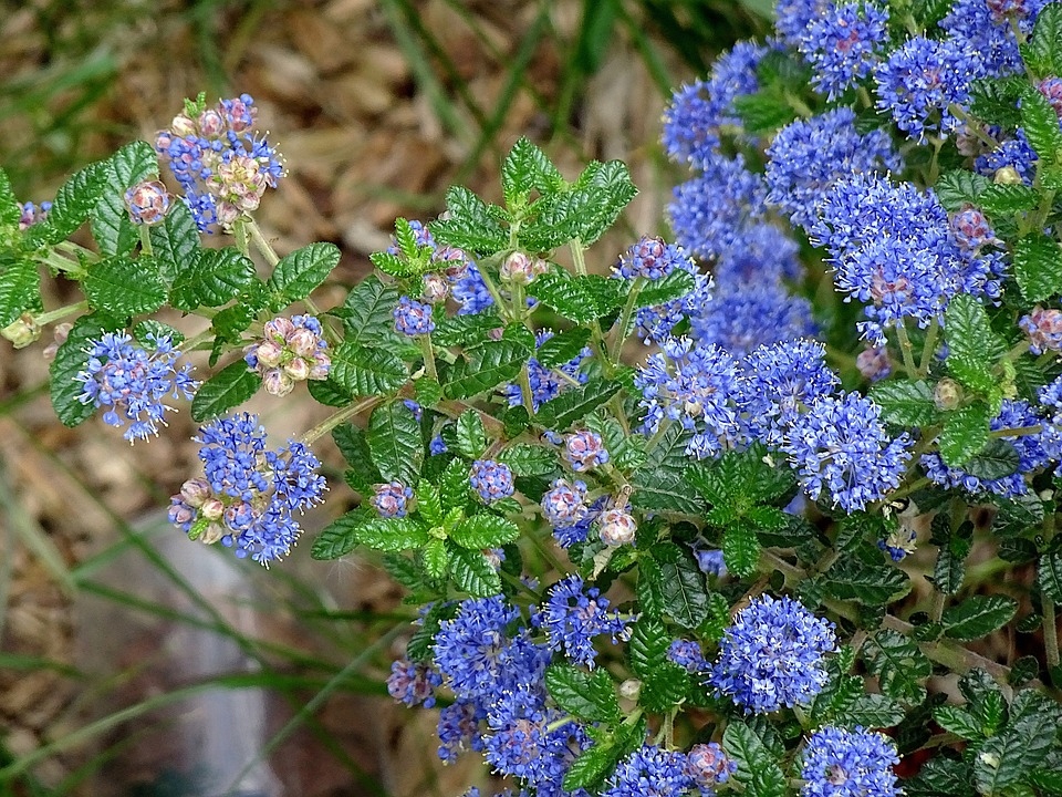 Prusznik (Ceanothus )Victoria c1,5 DUŻE SADZONKI Producent inna