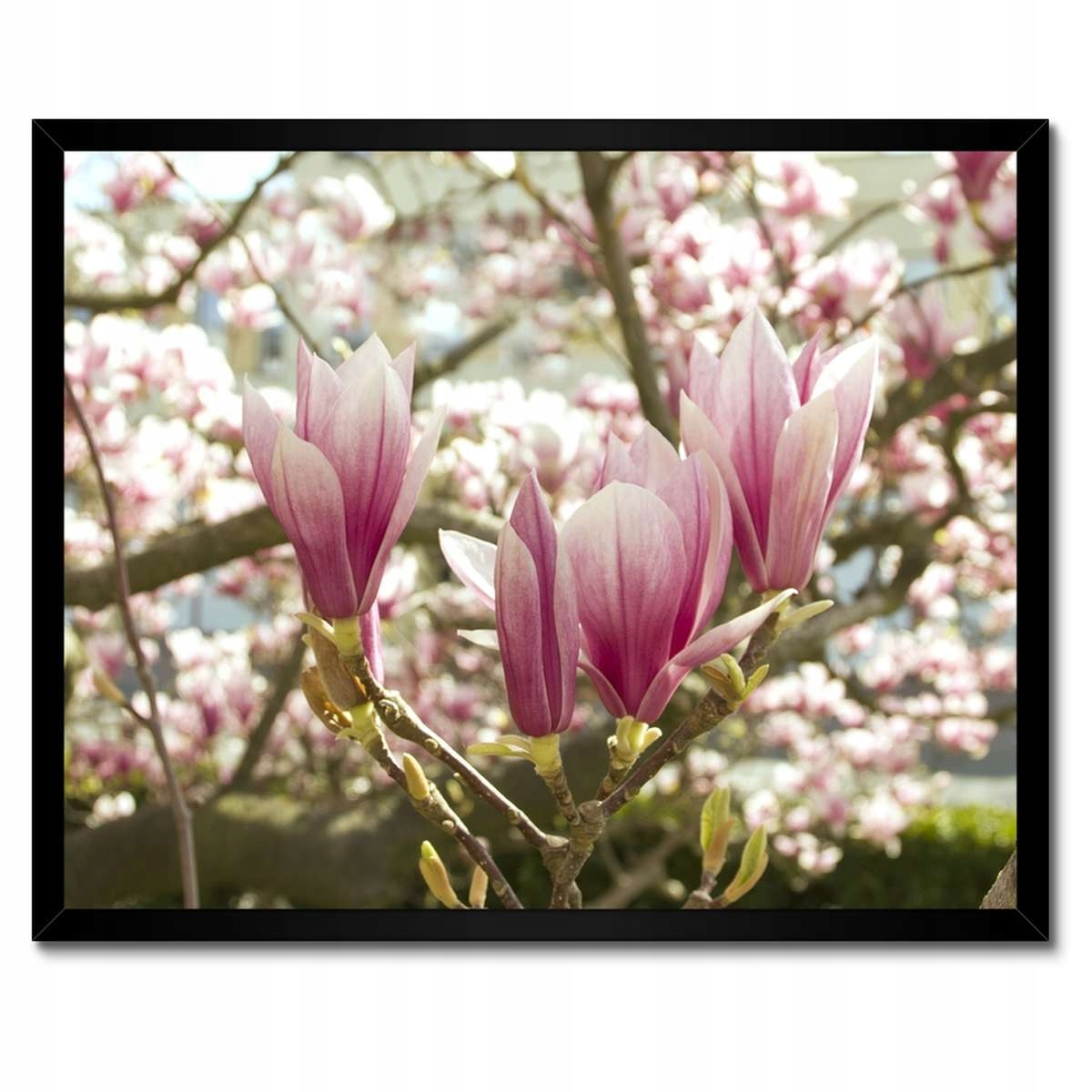 Plakáty v rámu 50x40 Magnolie