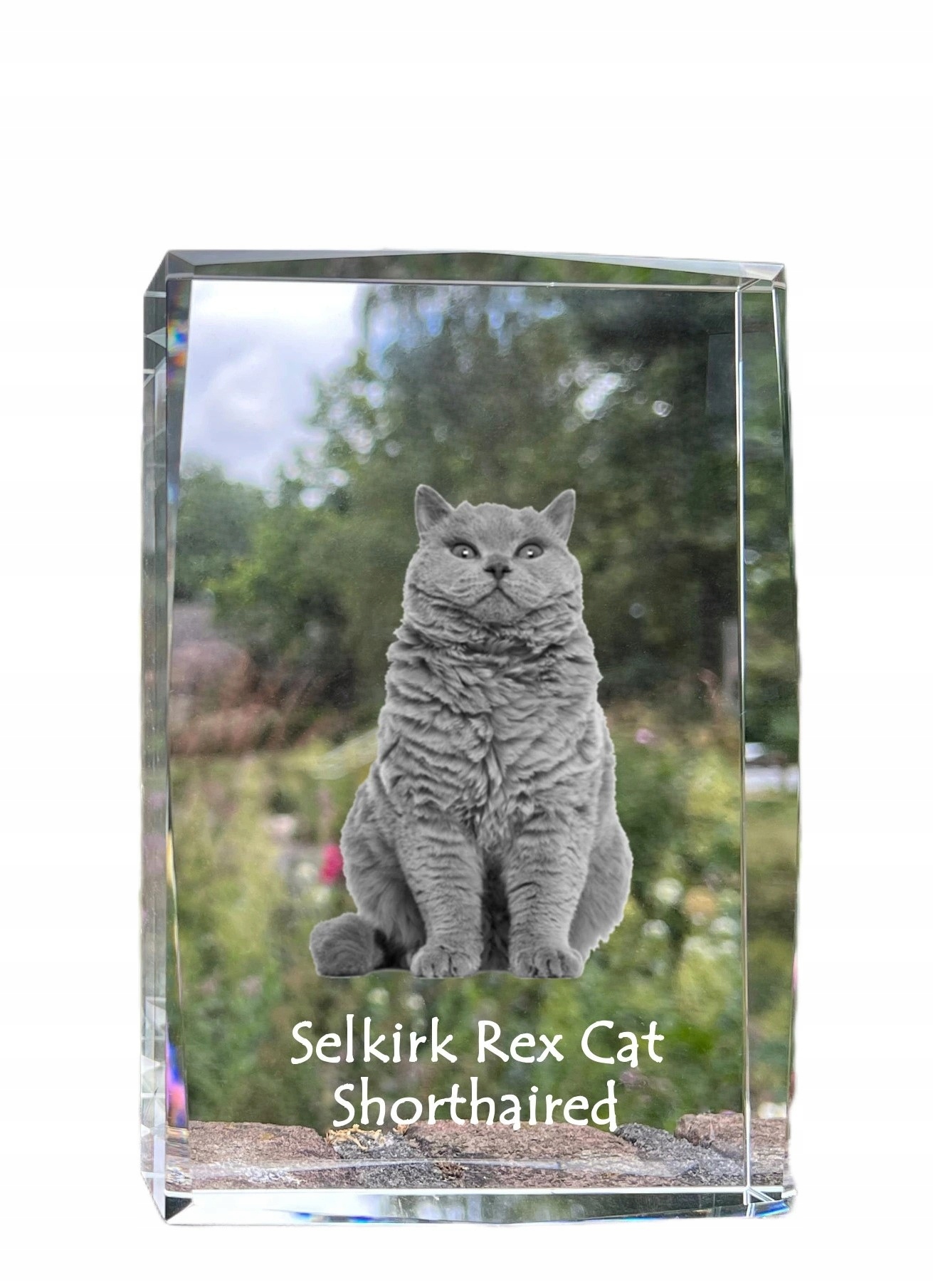 Mačka Selkirk Rex krátkosrstá fotografia v kryštáli, suvenír, trofej
