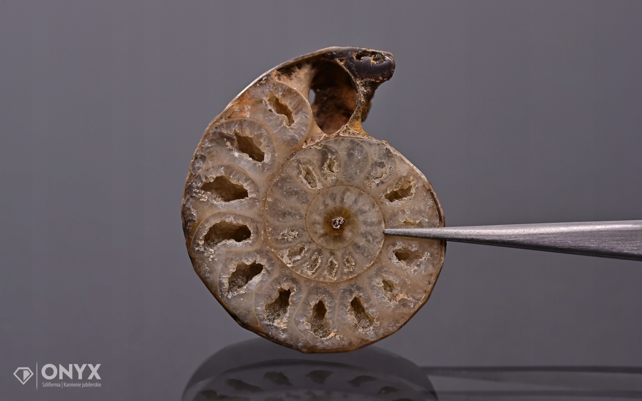 Amonit z Madagaskaru nepravidelný 33x30 mm