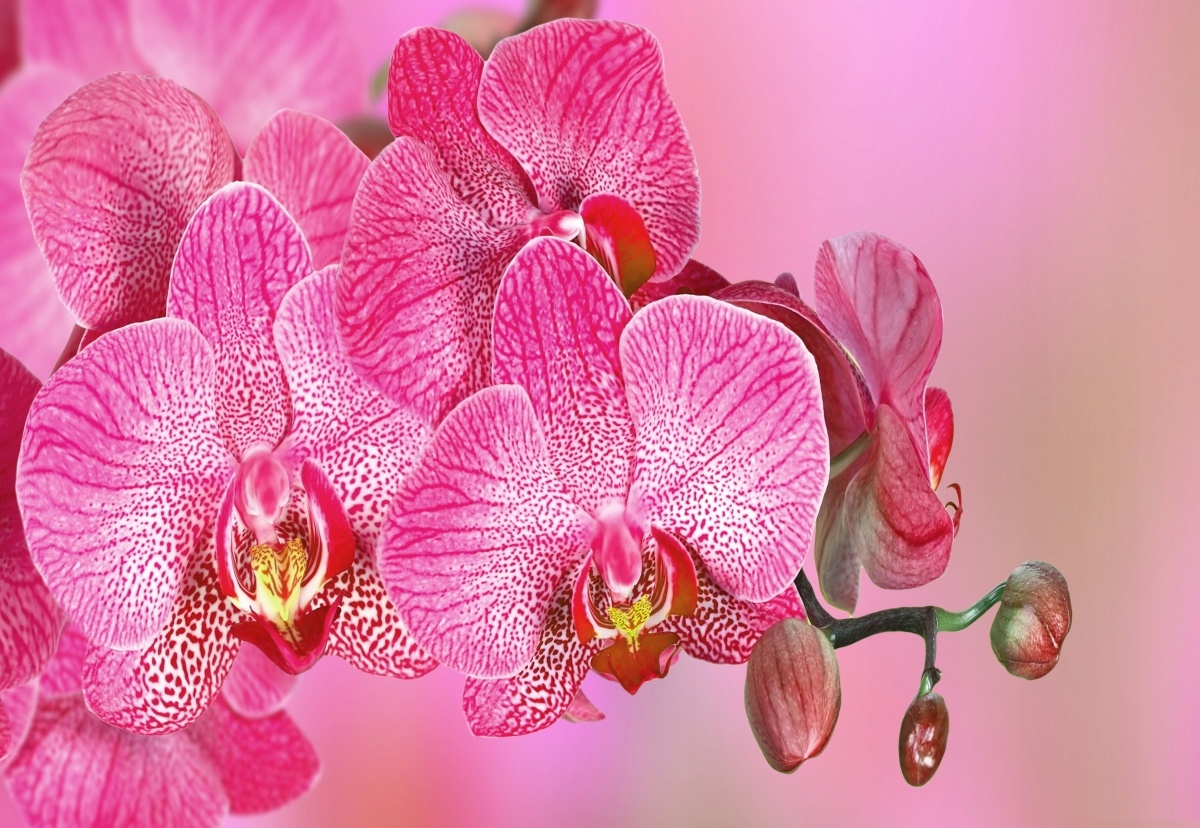 

Tapeta flizelinowa Różowy Orchidea - 152x104