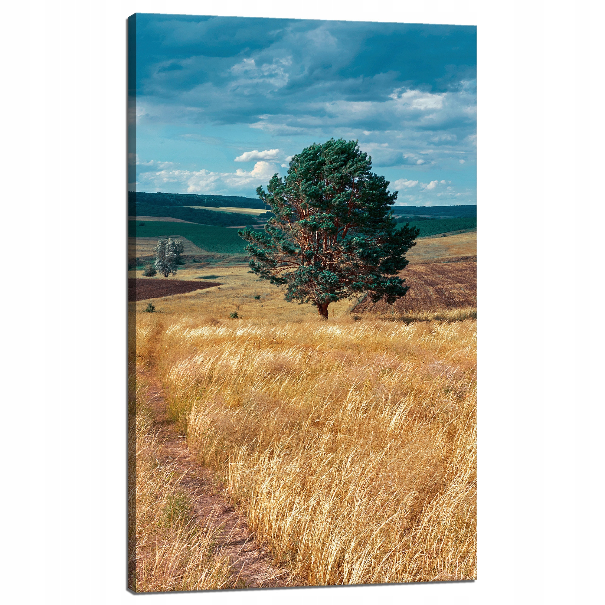 Obraz na plátně Pole Obilí Příroda Mraky Krajina 60x100 cm