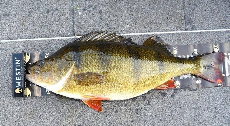 Miarka wędkarska WESTIN 10x120cm Model Pro Measure Mat Small