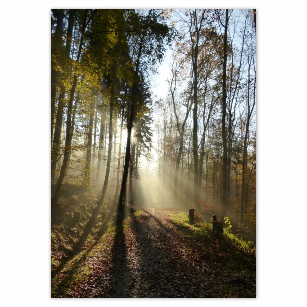 

Naklejki 50x70 Wschód słońca w lesie