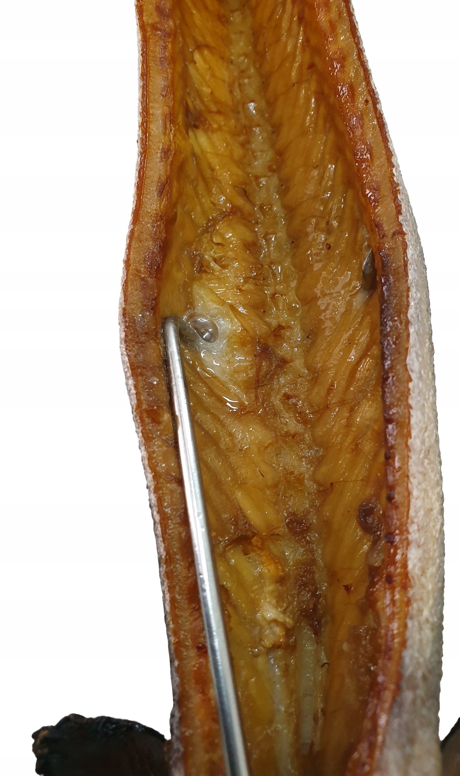 W-316 Hak Haki do wędzenia ryb wkręcane 16cm INOX Materiał metal