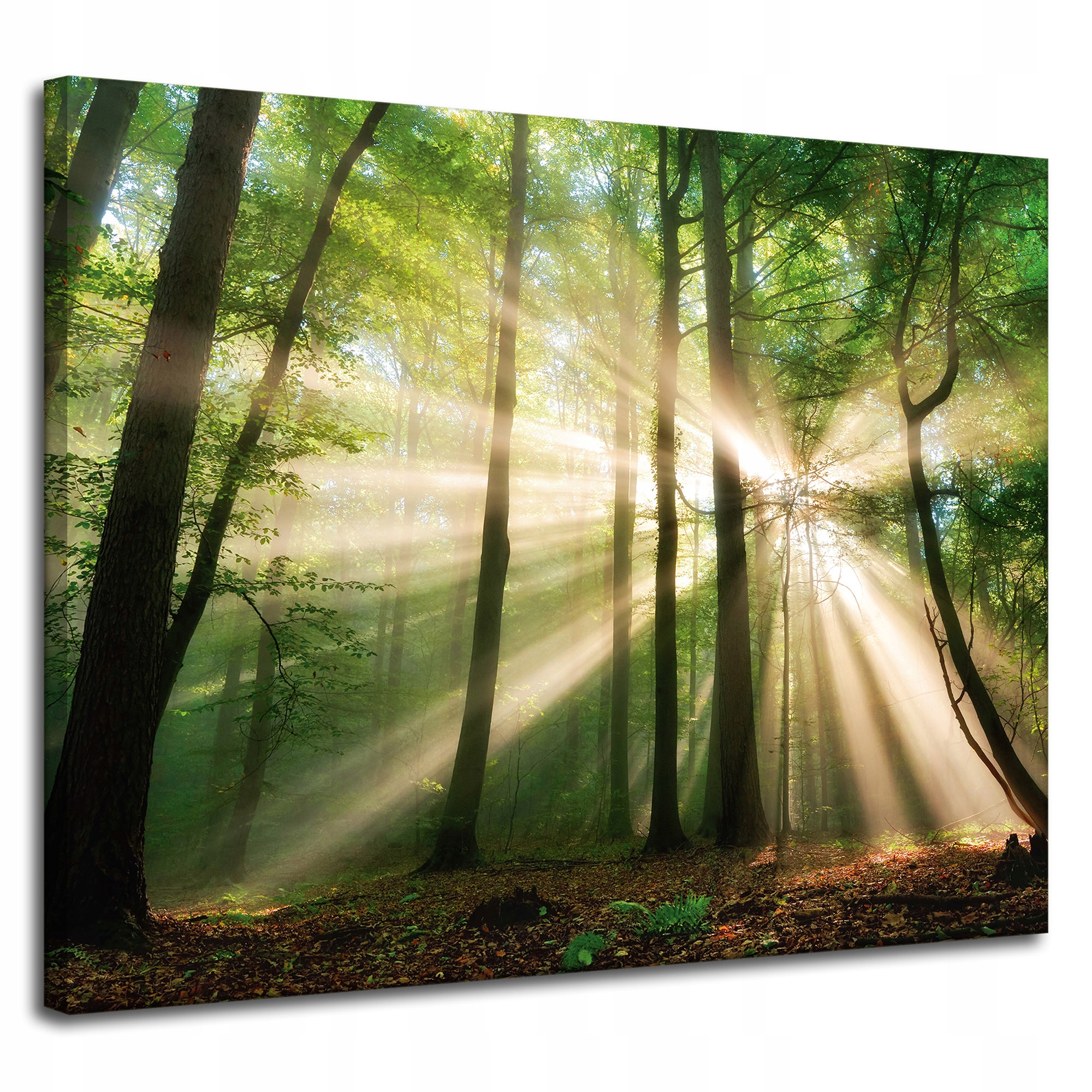 Obraz na plátně Slunce v lese Stromy Příroda 100x80 cm Ideální jako dárek