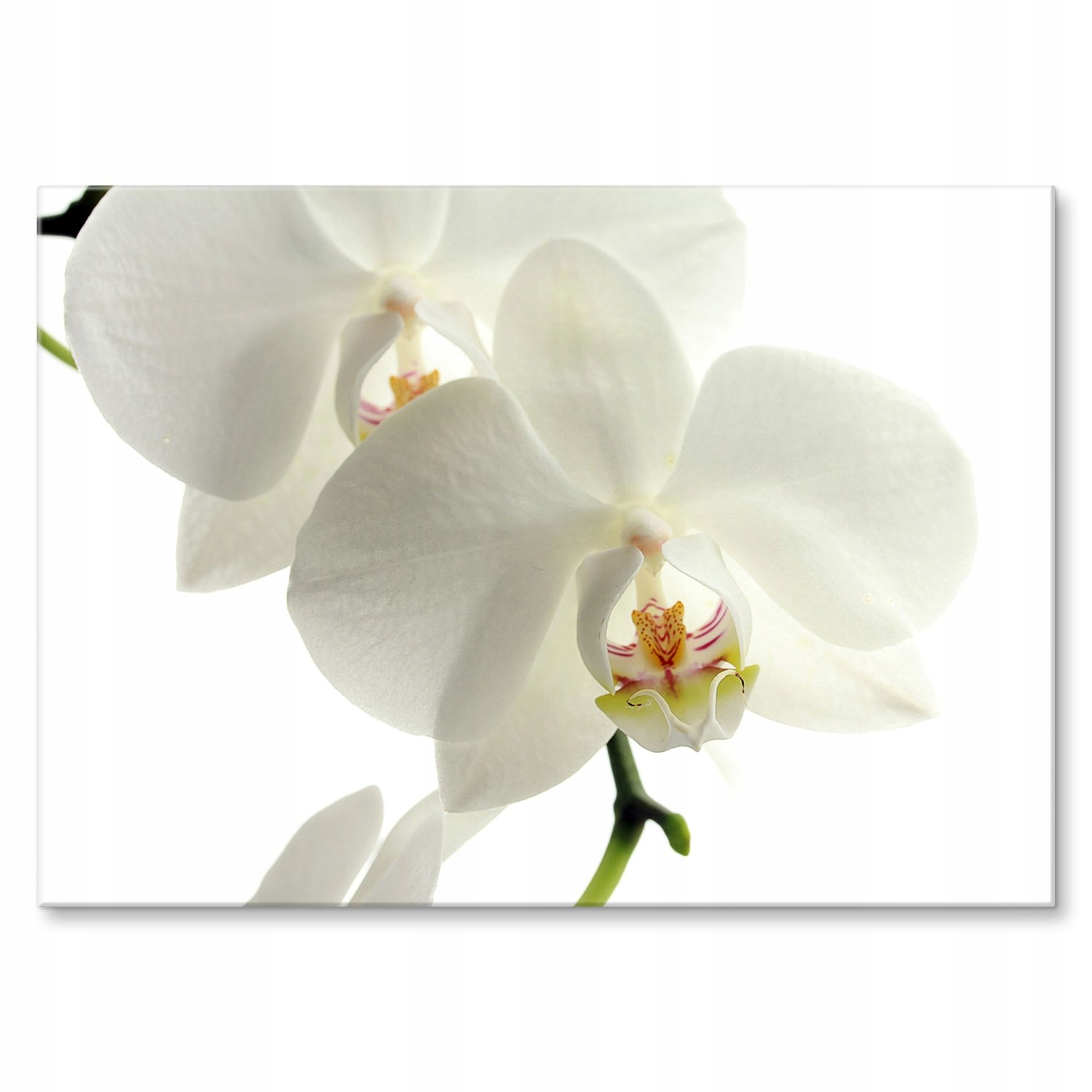 Kovový plakát Orchidej Šidítko Plech 42 x 59,4 cm Dárek