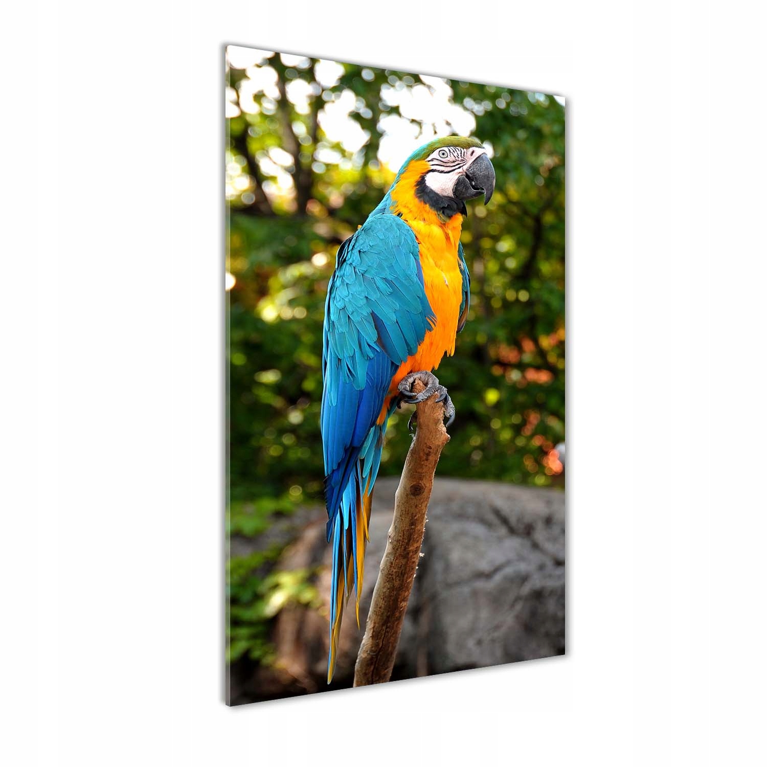 

Foto obraz akrylowy na ścianę Papuga Ara 60x120cm