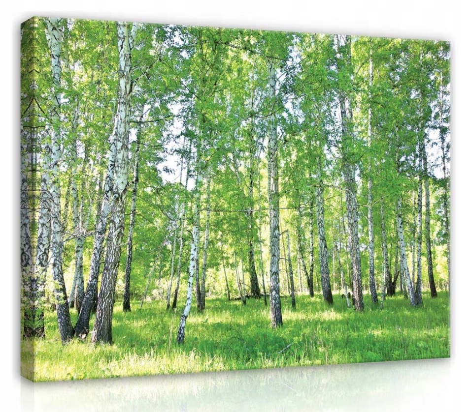 Obraz 80x60 Břízový les hájovna léto zeleň svěžest příroda klid