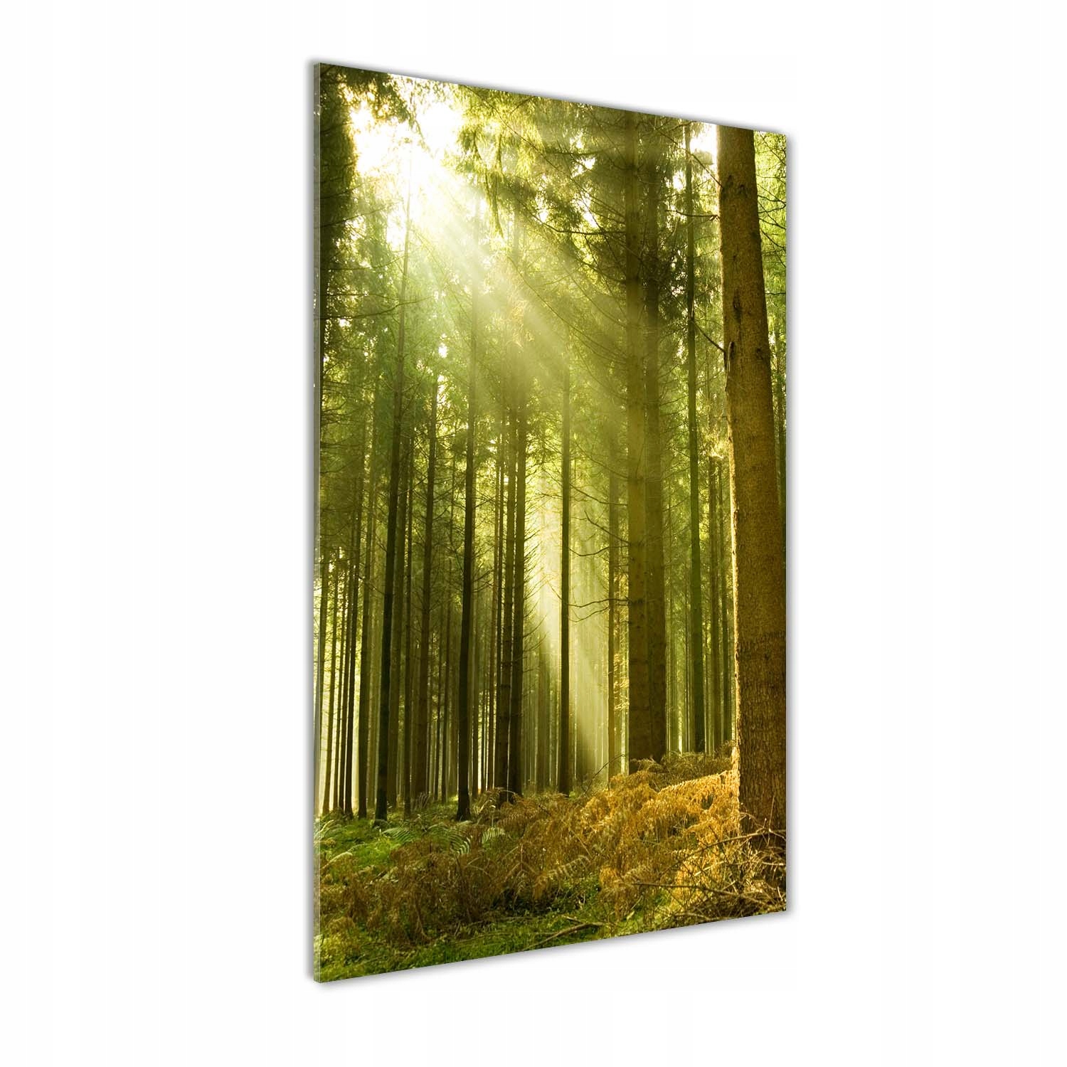 

Foto obraz zdjęcie na szkle Słońce w lesie 60x120