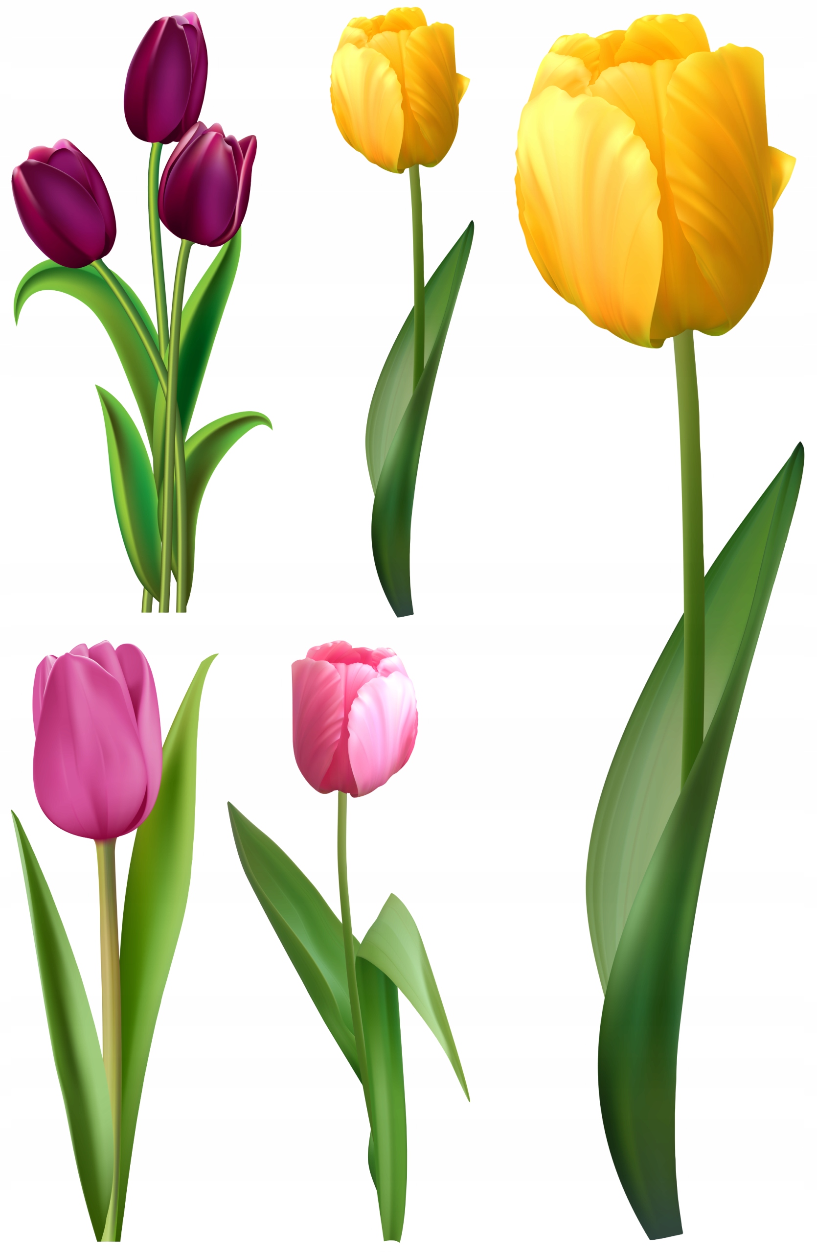 

Naklejki Na Okno Lustro Szybę Tulipany Kwiaty