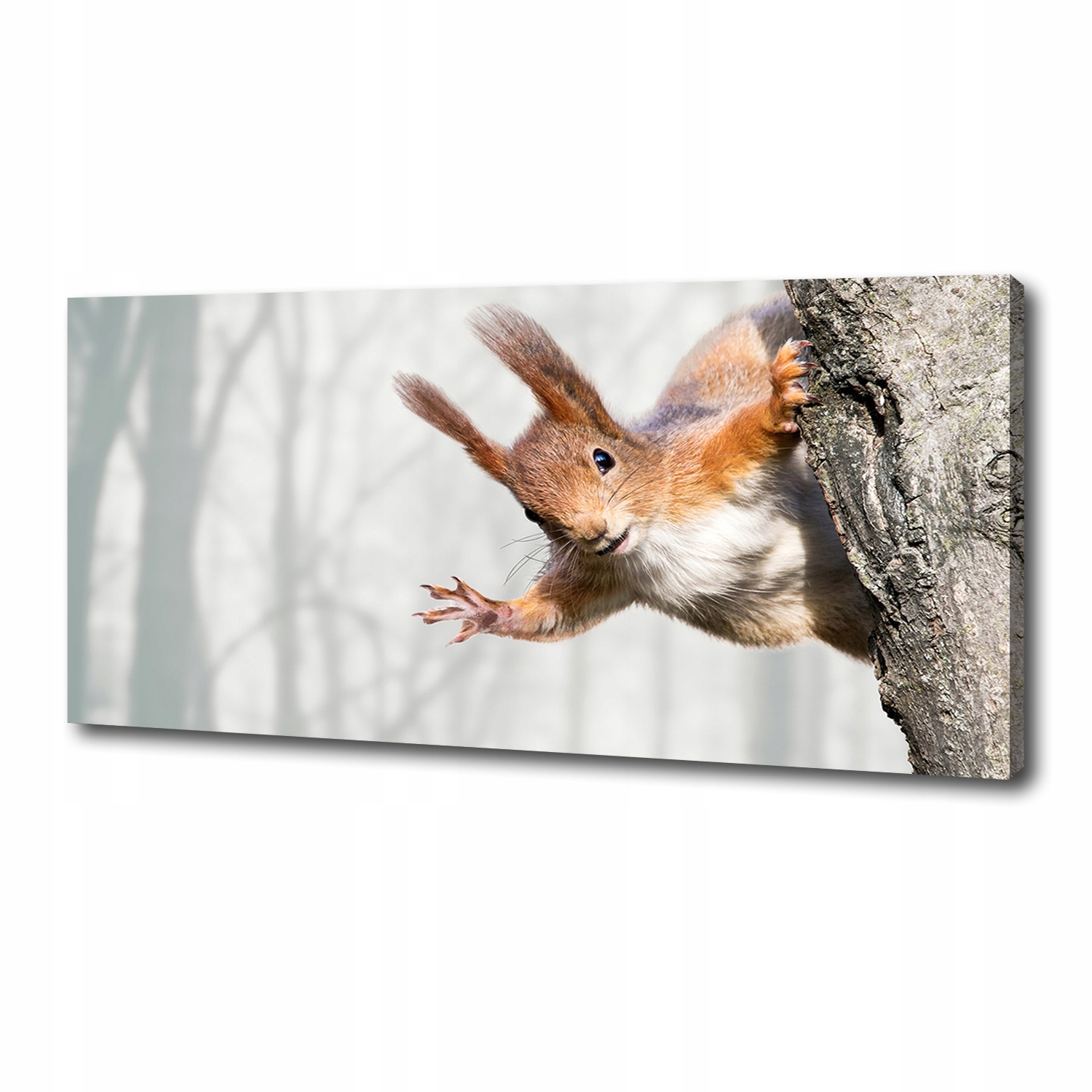 

Foto obraz canvas na ścianę Wiewiórka 125x50 cm