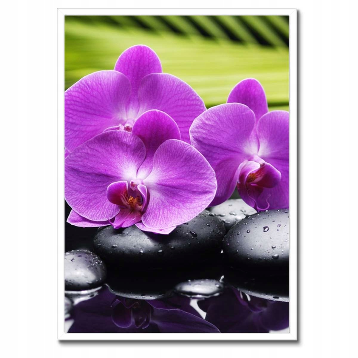 Plakáty v rámu 50x70 Orchidej na kamenech