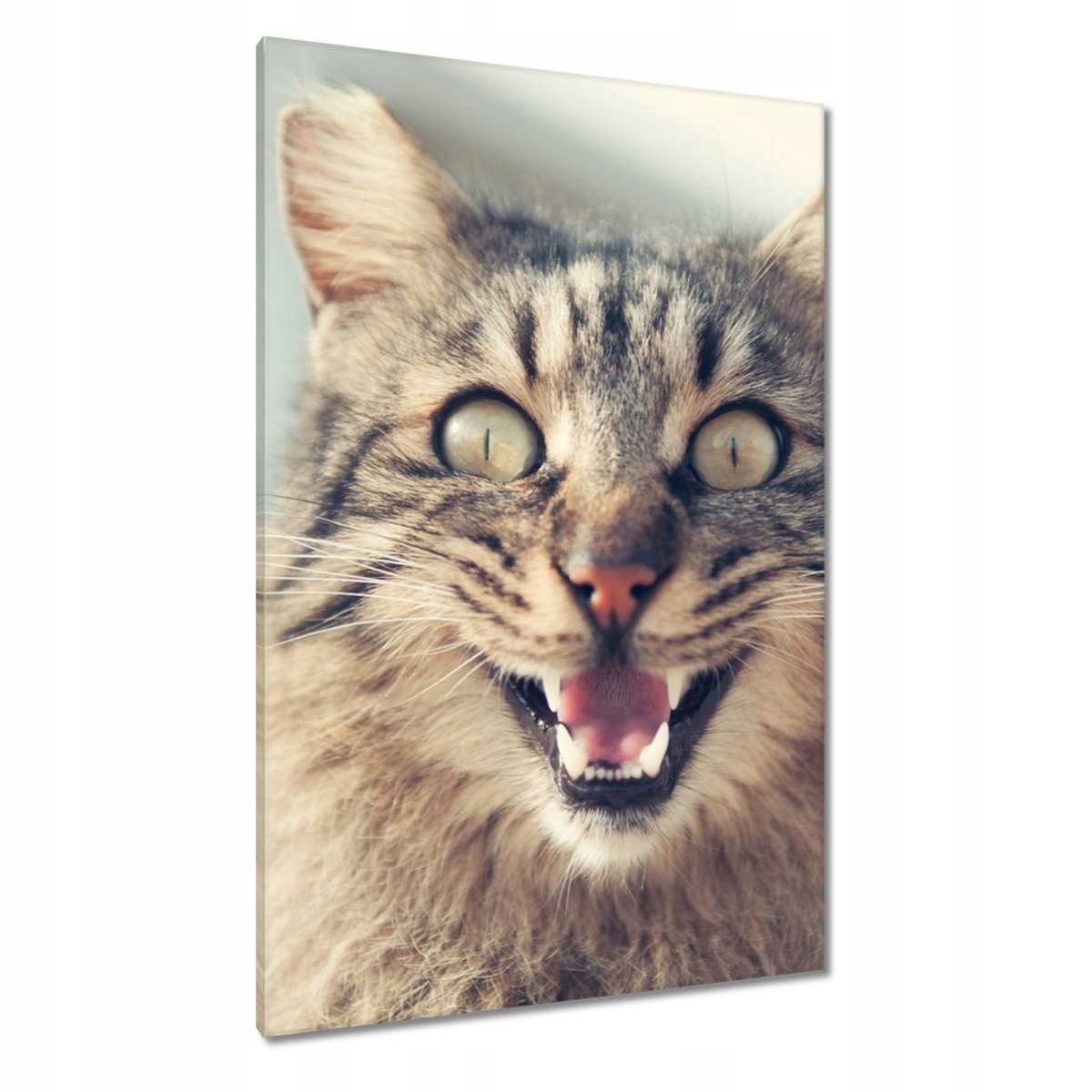 Obrazy 80x120 Kočka Kotě Kočky