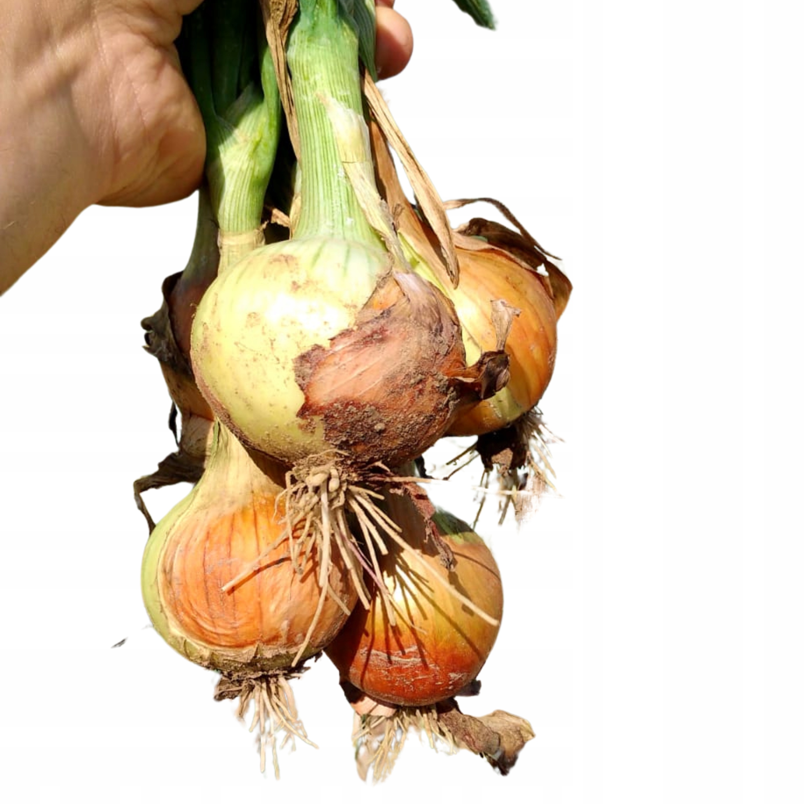 Cebula Żółta Okrągła POLSKA 1kg Świeża Aromatyczna Prosto Od Rolnika