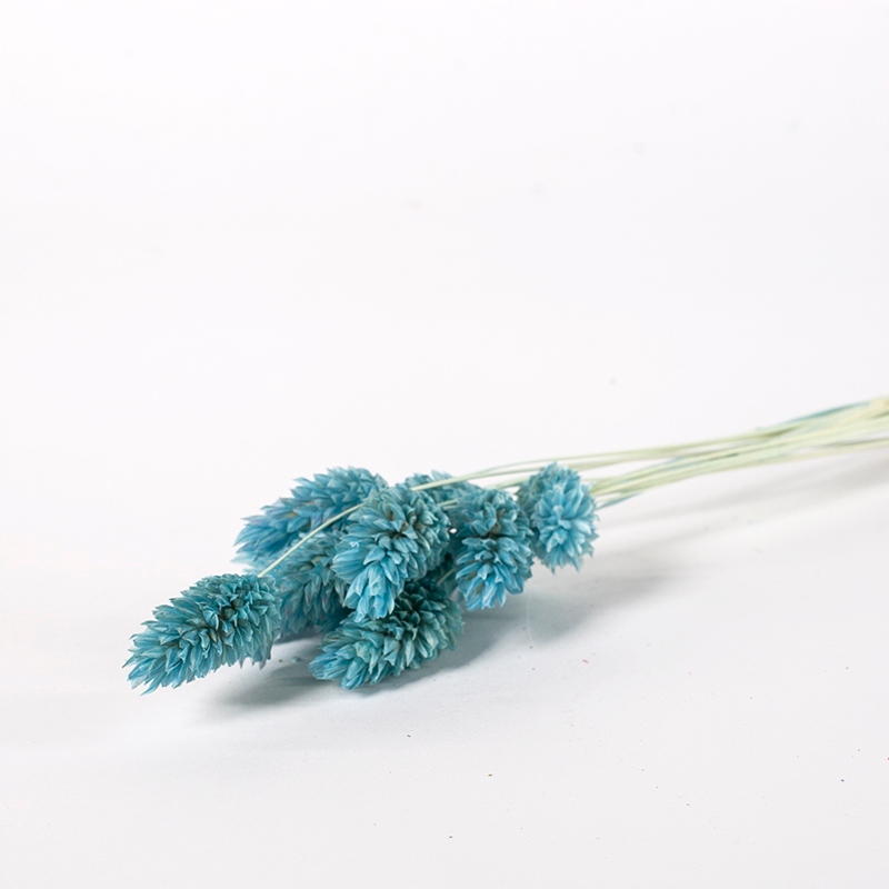 

Phalaris błękitny suszone trawy kwiaty mozga