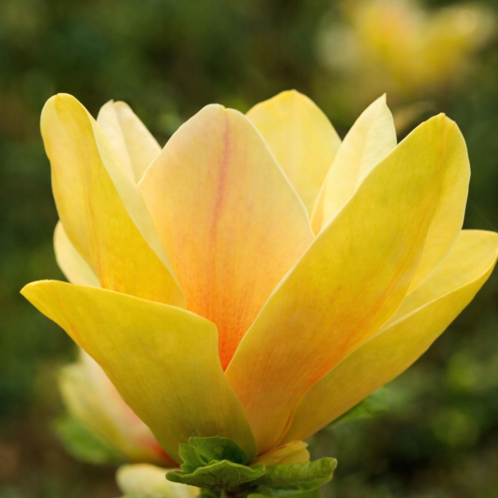 Magnolia YELLOW RIVER уникальным ЖЕЛТАЯ КРАСАВИЦА