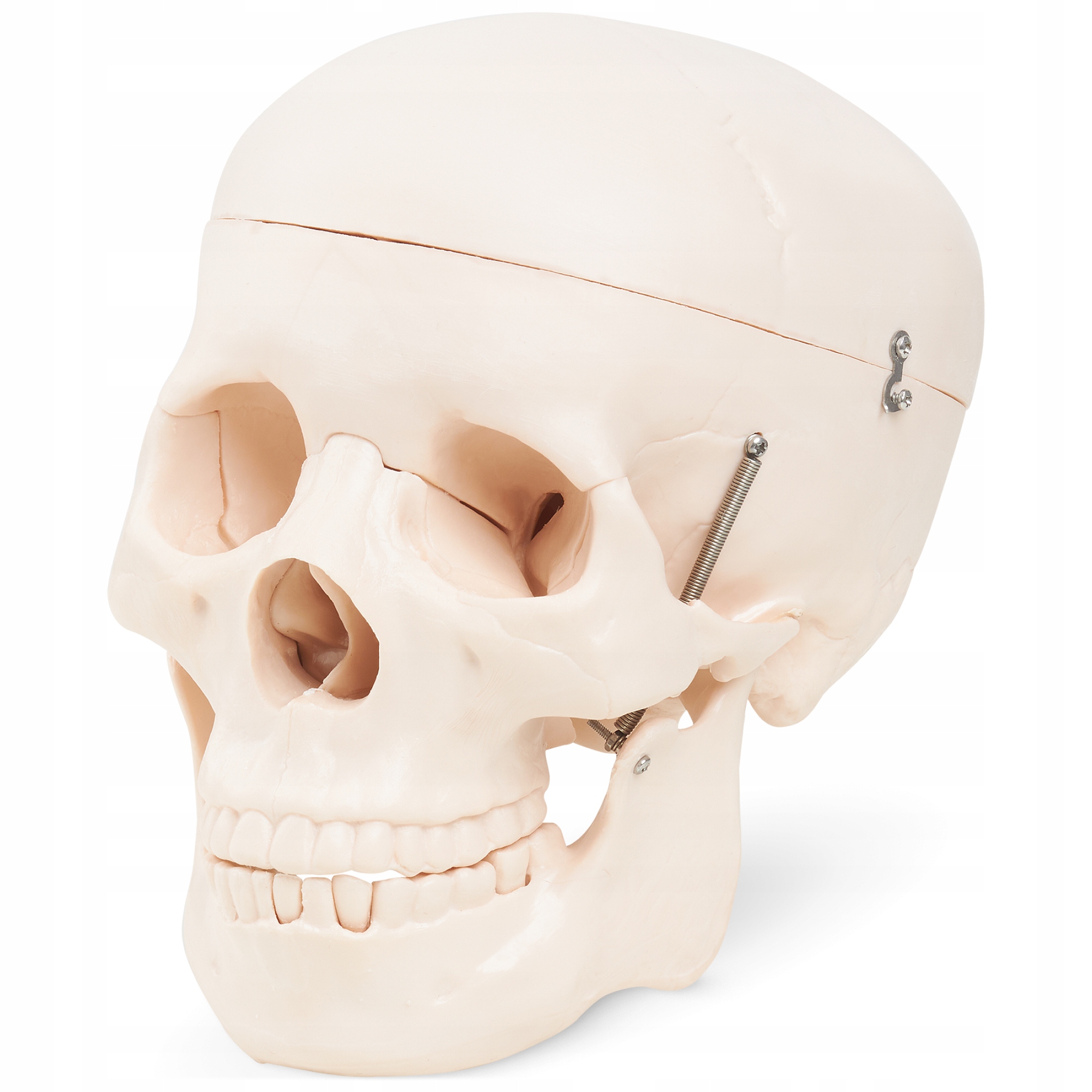 Czaszka Ludzka Model Anatomiczny Człowieka Skala 1:1 Dokładny Trójwymiarowy