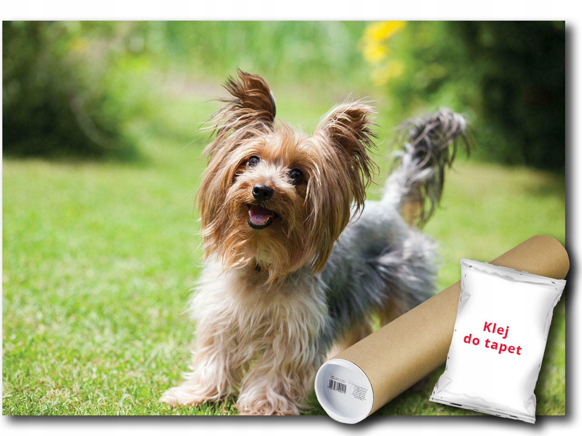 Vinylová Fototapeta Pes Pejsek York 254x184
