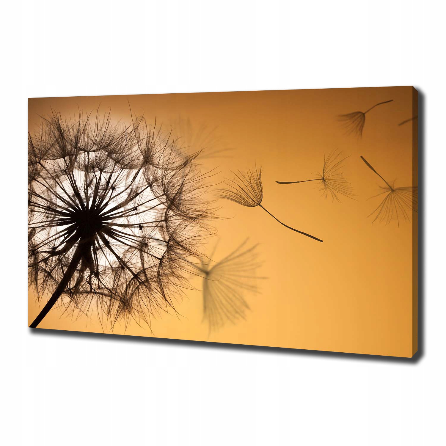 

Foto obraz canvas na ścianę Dmuchawiec 100x70 cm